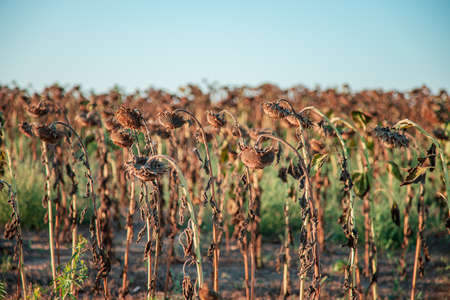 Ripe dried, ripe sunflowers on a farm field awaiting harvest on a sunny day. Field crops.の写真素材