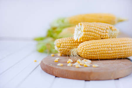 Group sweet corn on the table. Fresh corn on cobs on rustic wooden table, closeupの写真素材