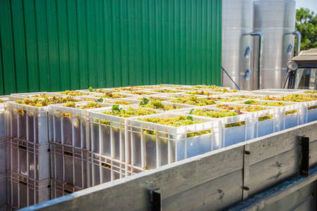 Starting Wine Making Process. Yellow grapes harvesting Fresh yellow grapes in boxes after the harvest.の写真素材