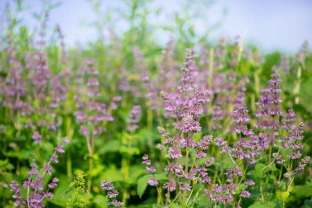 Beautiful wildflowers on a green meadow. Warm summer day. Carduus, Achilea, Salvia, Stachys.の写真素材