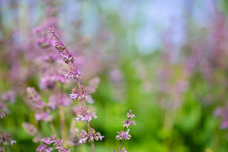 Beautiful wildflowers on a green meadow. Warm summer day. Carduus, Achilea, Salvia, Stachys.の写真素材