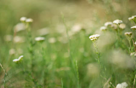 Common Yarrow Achillea millefolium white flowers close up on green blurred grass floral background,...