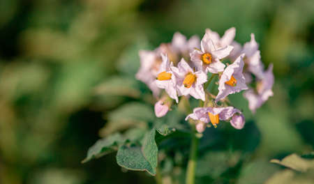 Potato flowers blossom in sunlight grow in plant. White blooming potato flower on farm field. Close up organic vegetable flowers blossom growth in garden. Not Genetically engineered.の写真素材