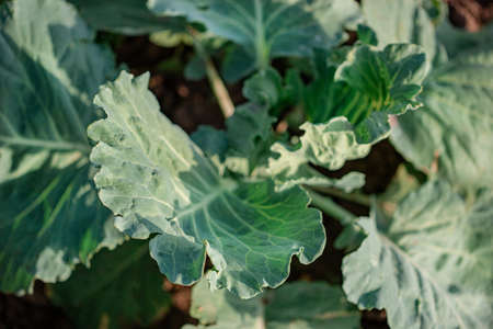 Growing green cabbage in the open field, organic growing vegetables. Green cabbage plant grows in the open field.の写真素材