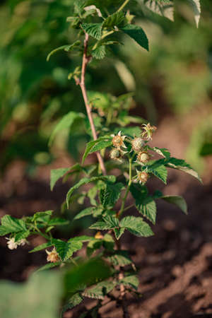 Unripe raspberry growing closeup photo. Fresh ripe raspberries in a clay bowl under a raspberry bush. Organic growing of raspberry in the garden.の写真素材