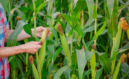 Farmer checks plants on his farm. Agribusiness concept, agricultural engineer stands in a corn field...