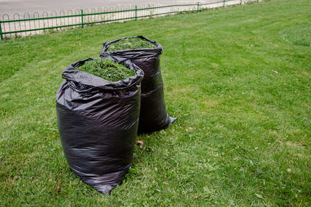 Mowing a household garden lawn with black bag of grass clippings. Grass cuttings in a black plastic...