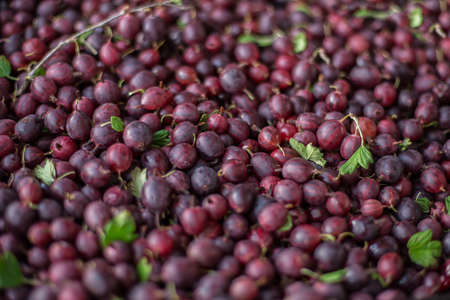 Ripe fresh red gooseberry in the garden. Growing organic berries close-up of gooseberry. Background.の写真素材