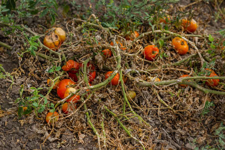 Dried tomatoes. Bad harvest. Unsatisfactory results of growing organic vegetables. Losses of farmers.の写真素材
