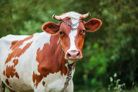 Close-up of an Ayrshire dairy cow grazing in the meadow of a large dairy farm. Organic cattle growth, organic dairy productionの写真素材