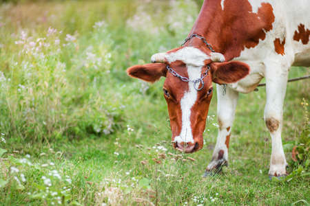 Close-up of an Ayrshire dairy cow grazing in the meadow of a large dairy farm. Organic cattle growth, organic dairy productionの写真素材