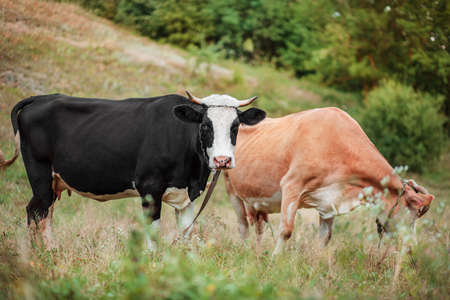 Two cows eat in the field. Simmental cow grazes peacefully in an open field. Organic cattle farming, organic dairy production.の写真素材