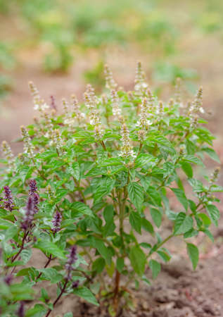 Green and purple field basil with stems, leaves. Fresh herbs for spices and cooking. Sweet basil in the garden bed.の写真素材