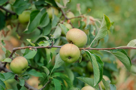 Harvesting apples. Close-up and selective focus of hands picking ripe and fresh green apple from...