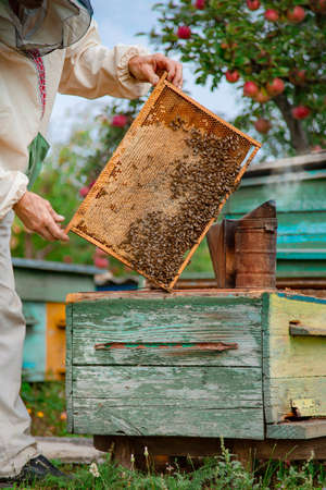 Collecting honey on the apiary. Elderly male beekeeper holds a frame with honeycombs over a hive in the garden, cares for bees, veterinary care and treatment of dangerous bee diseases.の写真素材