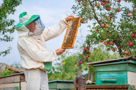 Collecting honey on the apiary. Elderly male beekeeper holds a frame with honeycombs over a hive in...
