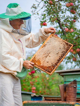 Close up frame with honey. Male beekeeper holding a frame with honeycombs over a beehive in the...