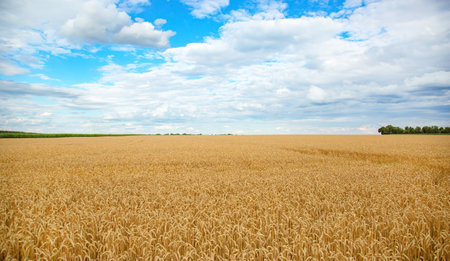 Field of ripe wheat under blue sky with clouds, harvest season. Agriculture plantation and farming conceptの写真素材