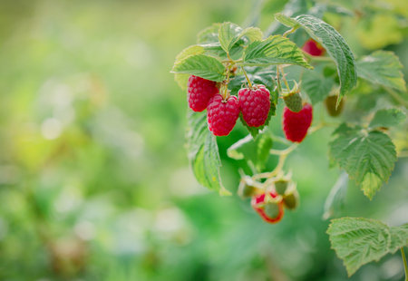 Close-up of ripe red raspberries on a bush. Organic farming and healthy food concept, copy spaceの写真素材