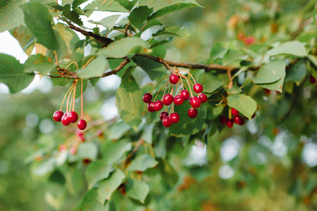 Branches of cherries ripening in the garden. Summer fruit harvest and organic produce concept, backgroundの写真素材