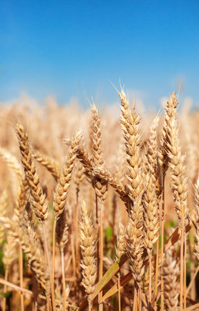 Close up of wheat. Field of ripe wheat under blue sky with clouds, harvest season. Agriculture plantation and farming conceptの写真素材