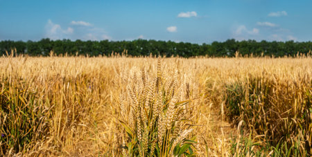 Close up of wheat. Field of ripe wheat under blue sky with clouds, harvest season. Agriculture plantation and farming conceptの写真素材