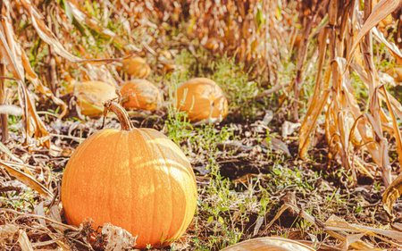 Yellow pumpkin field ready for harvest. Selective focus. Yellow round pumpkins background vegetable garden and corn grass, the time of harvesting vegetables. Eco productsの写真素材