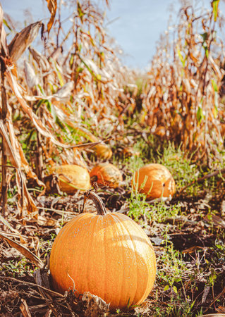 Yellow pumpkin field ready for harvest. Selective focus. Yellow round pumpkins background vegetable garden and corn grass, the time of harvesting vegetables. Eco productsの写真素材