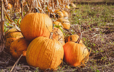 Yellow pumpkin field ready for harvest. Selective focus. Yellow round pumpkins background vegetable garden and corn grass, the time of harvesting vegetables. Eco productsの写真素材
