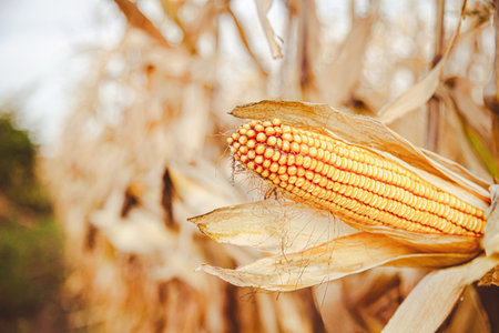 Growing corn farm. Close up of dry yellow corn cobs ready to be harvested farm bright sunny day.の写真素材