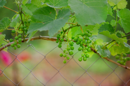 Young green grapevines growing on a fence with soft background. Viticulture and wine production conceptの写真素材