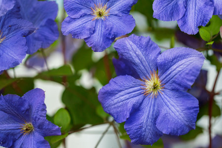 Vibrant purple clematis flowers in full bloom in the garden. Floral beauty and gardening conceptの写真素材