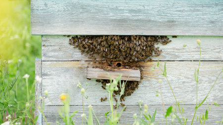 Active beehive on rustic wooden planks amidst lush greenery, with bees entering and exiting, on the...