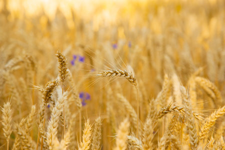 Close-up of golden wheat ears in a field, symbolizing agriculture and natural resources. Agriculture and farming concept for design and printの写真素材