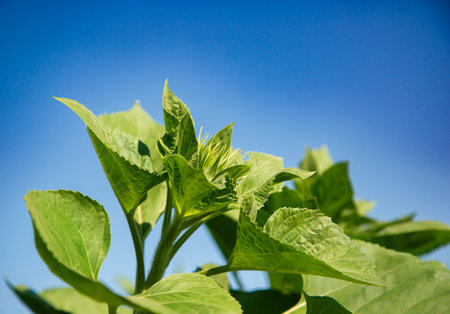 Green sunflower leaves against clear blue sky. Natural background concept for design and print. Vibrant green sunflower plant with young buds, growing under a clear blue skyの写真素材