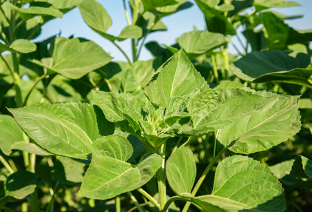 Green sunflower leaves against clear blue sky. Natural background concept for design and print. Vibrant green sunflower plant with young buds, growing under a clear blue skyの写真素材