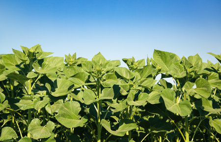 Green sunflower leaves against clear blue sky. Natural background concept for design and print. Vibrant green sunflower plant with young buds, growing under a clear blue skyの写真素材