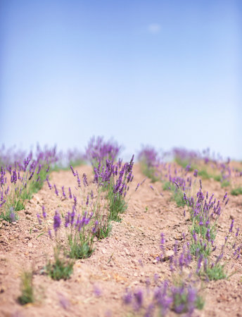 Scenic view of a blooming lavender field, showcasing rows of purple flowers. Lavender field rows perspective with shallow depth of field. Provence travel and nature conceptの写真素材