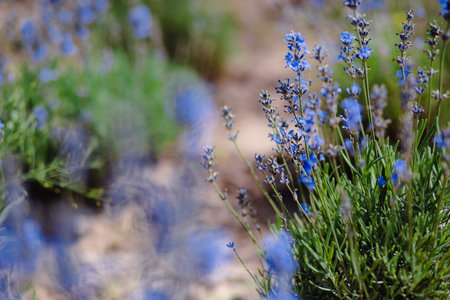 Scenic view of a blooming lavender field, showcasing rows of blue flowers. Lavender field rows perspective with shallow depth of field. Provence travel and nature conceptの写真素材