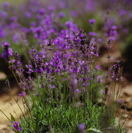 Scenic view of a blooming lavender field, showcasing rows of purple flowers. Lavender field rows perspective with shallow depth of field. Provence travel and nature conceptの写真素材