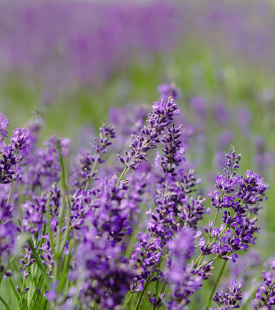 Scenic view of a blooming lavender field, showcasing rows of purple flowers. Lavender field rows perspective with shallow depth of field. Provence travel and nature conceptの写真素材