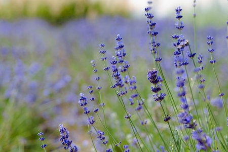 Scenic view of a blooming lavender field, showcasing rows of blue flowers. Lavender field rows perspective with shallow depth of field. Provence travel and nature conceptの写真素材