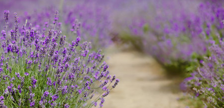 Scenic view of a blooming lavender field, showcasing rows of purple flowers. Lavender field rows perspective with shallow depth of field. Provence travel and nature conceptの写真素材