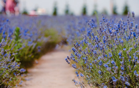 Scenic view of a blooming lavender field, showcasing rows of blue flowers. Lavender field rows perspective with shallow depth of field. Provence travel and nature conceptの写真素材