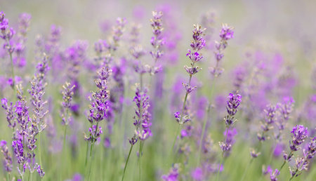 Scenic view of a blooming lavender field, showcasing rows of purple flowers. Lavender field rows perspective with shallow depth of field. Provence travel and nature conceptの写真素材