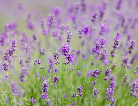 Scenic view of a blooming lavender field, showcasing rows of purple flowers. Lavender field rows perspective with shallow depth of field. Provence travel and nature conceptの写真素材