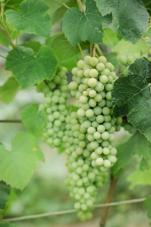 Green bunch of unripe grapes on a branch. Growing eco organic viticulture. Copy space, place for text, banner, fruit, harvestの写真素材