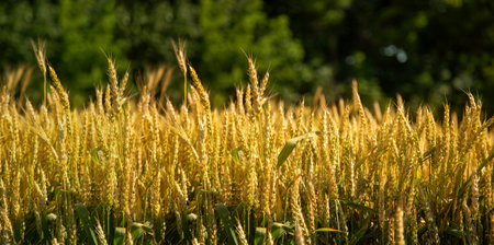 Wheat field, Ears of golden wheat close up. Beautiful Nature Landscape. Background of ripening ears of meadow wheat field. Agricultural harvestの写真素材