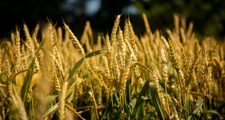 Wheat field, Ears of golden wheat close up. Beautiful Nature Landscape. Background of ripening ears of meadow wheat field. Agricultural harvestの写真素材