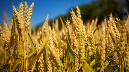 Wheat field, Ears of golden wheat close up. Beautiful Nature Landscape. Background of ripening ears of meadow wheat field. Agricultural harvestの写真素材